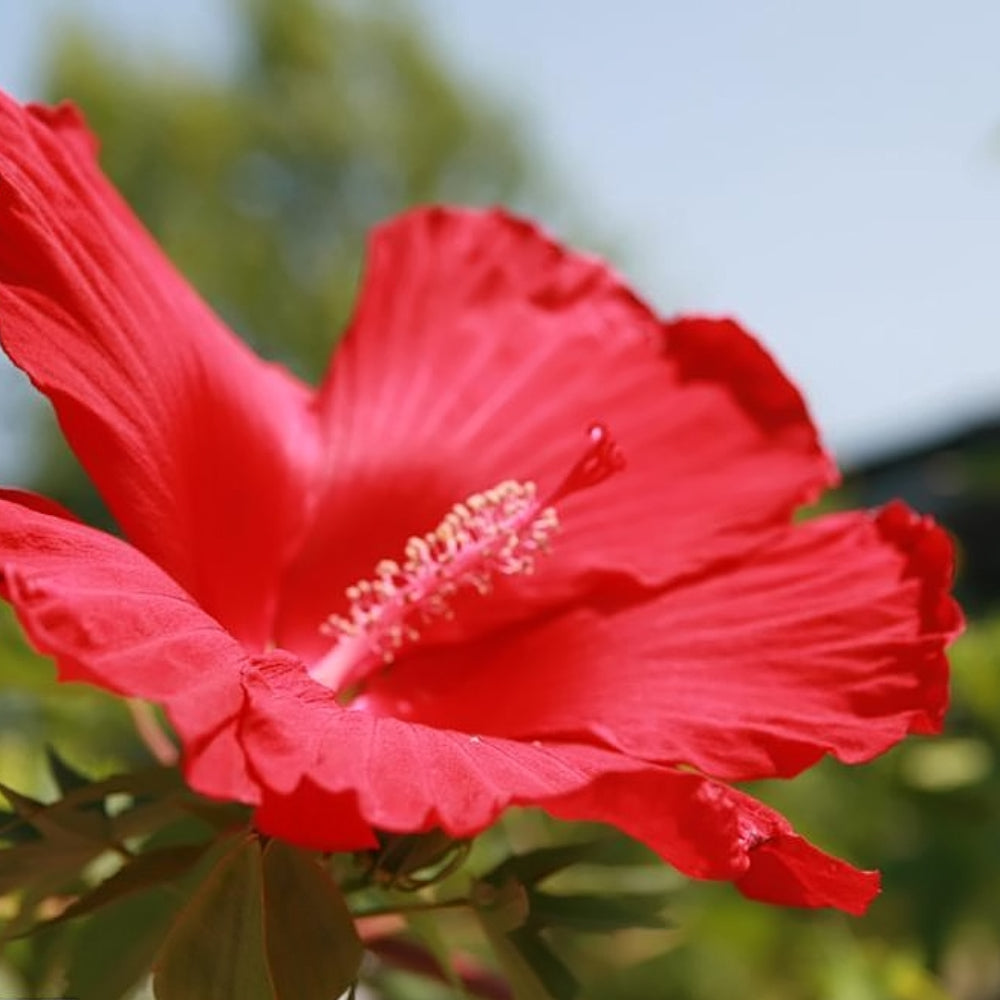 Hibiscus, Lord Baltimore #1