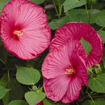 Load image into Gallery viewer, Hibiscus, Luna Rose #3
