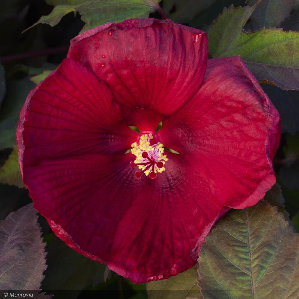 Hibiscus, Head Over Heels Desire #2