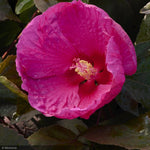 Load image into Gallery viewer, Hibiscus, Head Over Heels Passion #2
