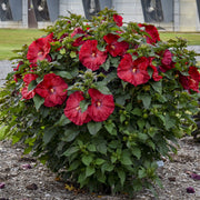 Hibiscus, Summerific Valentine's Crush #3