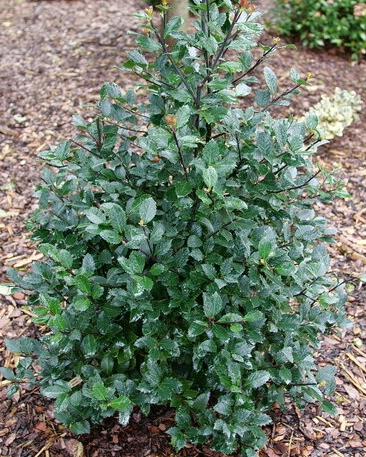 Holly, Castle Rouge #2