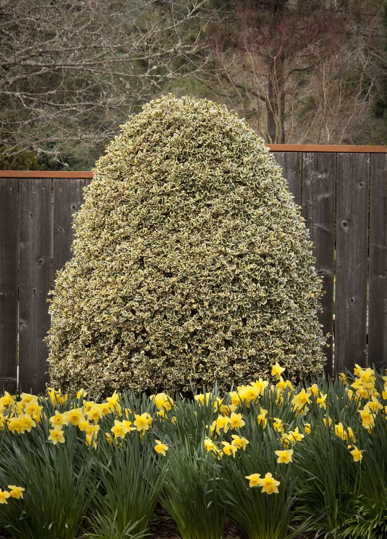 Holly, English Variegated #7