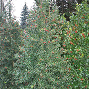 Holly, Dragon Lady #3