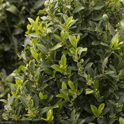 Holly, Emerald Colonnade #10 Spiral