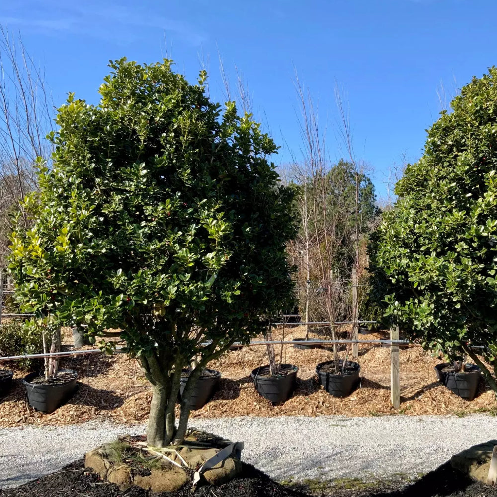 Holly, Fineline 7' Tree Form – Greenwood Creek Nursery