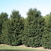 Holly, Red Beauty Blue Holly #5