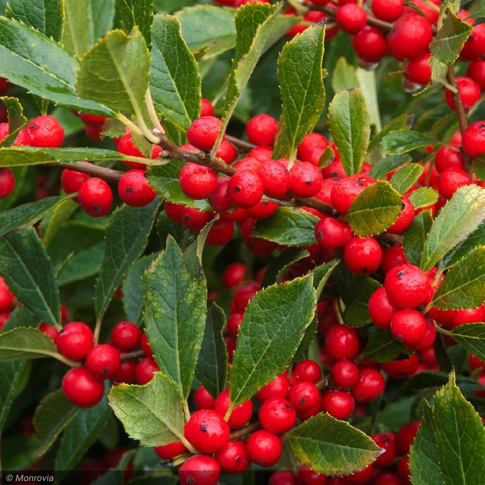 Holly, Winterberry Red Sprite #3