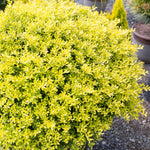 Load image into Gallery viewer, Holly, Touch of Gold #3