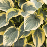 Load image into Gallery viewer, Hosta, First Frost #1