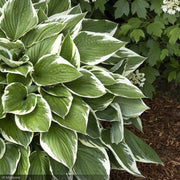 Hosta, Francee #1