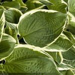 Load image into Gallery viewer, Hosta, Francee #2