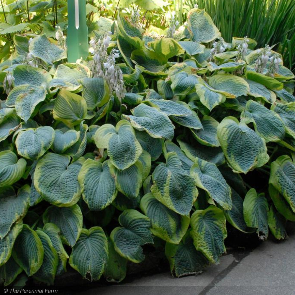 Hosta, Frances Williams #3