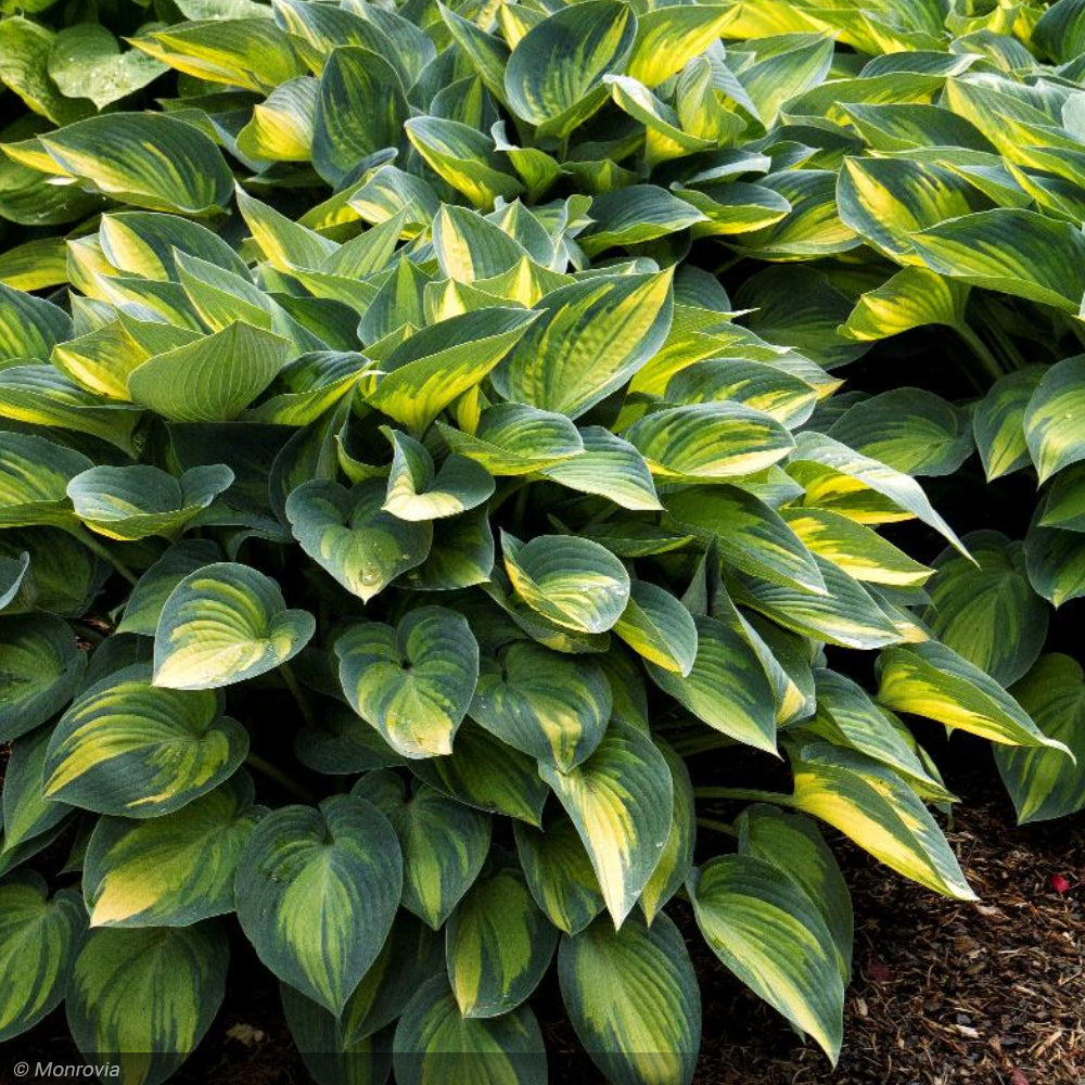 Hosta, June #1