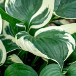 Load image into Gallery viewer, Hosta, Patriot #1
