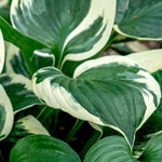 Load image into Gallery viewer, Hosta, Patriot #1 (Monrovia)
