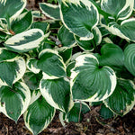 Load image into Gallery viewer, Hosta, Patriot #1
