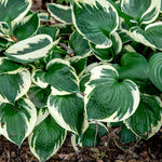 Load image into Gallery viewer, Hosta, Patriot #1 (Monrovia)
