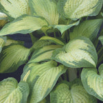 Load image into Gallery viewer, Hosta, Paul&#39;s Glory #1
