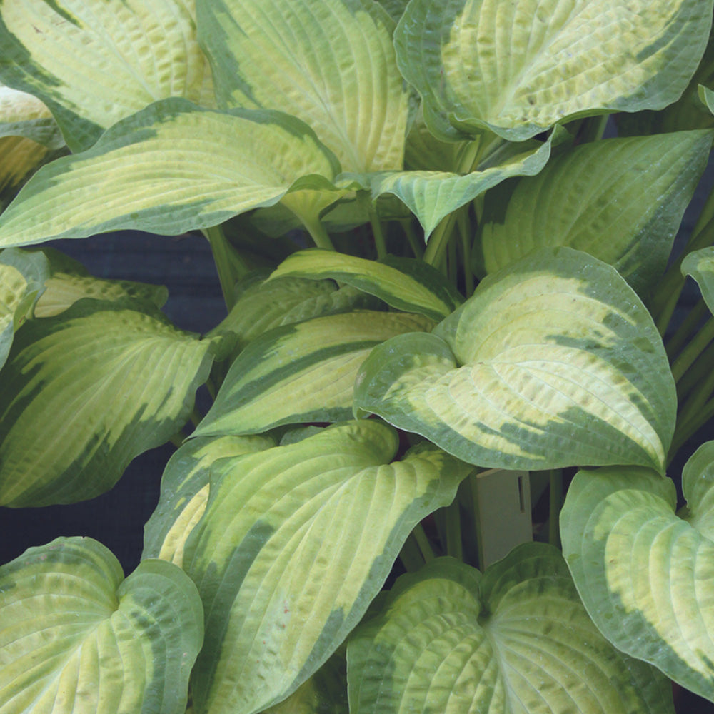 Hosta, Paul's Glory #1