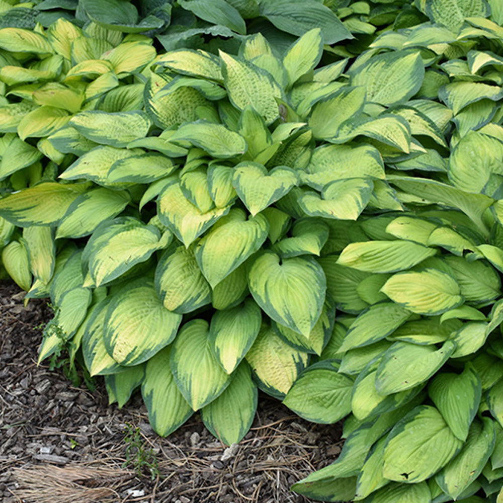 Hosta, Paul's Glory #1