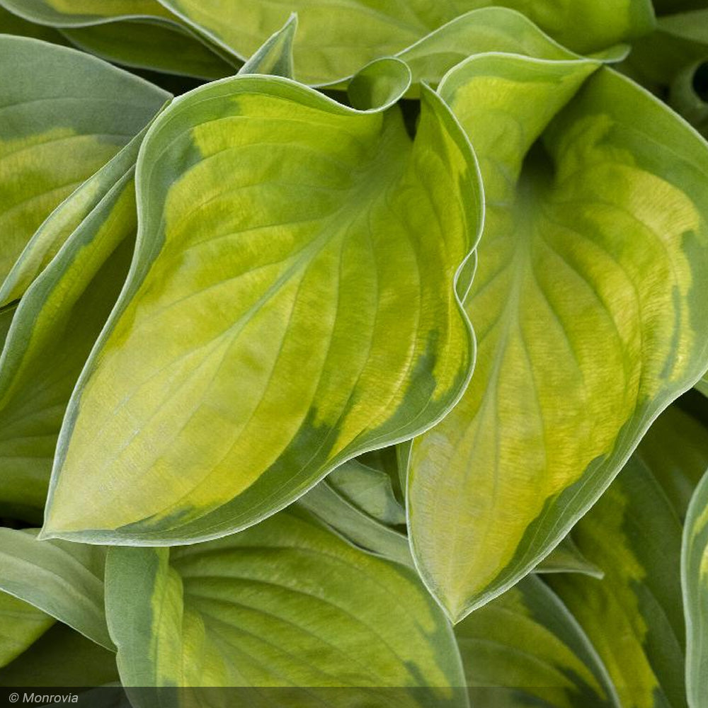 Hosta, Rainforest Sunrise #1