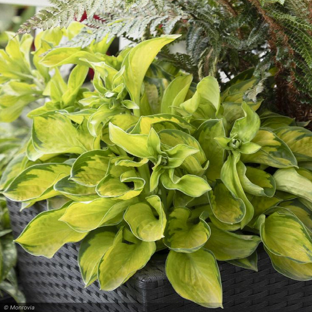 Hosta, Rainforest Sunrise #1