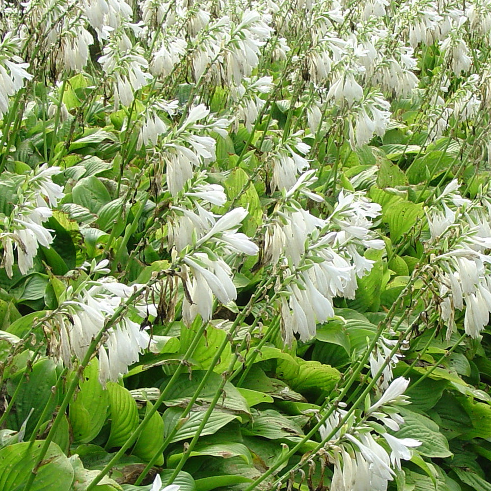 Hosta, Royal Standard #1