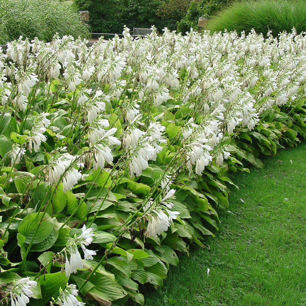 Hosta, Royal Standard #1