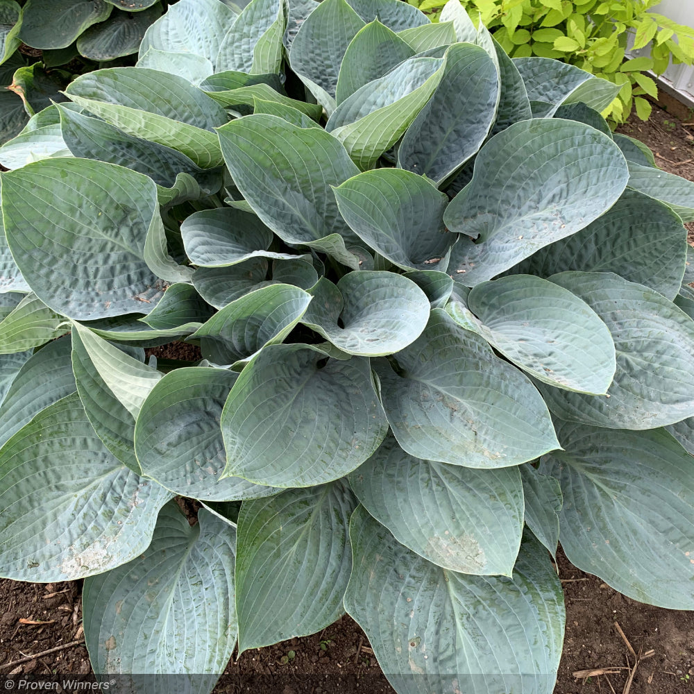 Hosta, Shadowland Above The Clouds #1