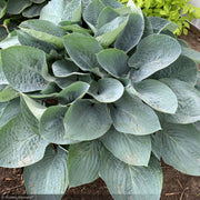 Hosta, Shadowland Above The Clouds #1