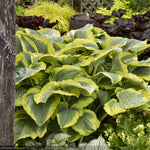 Load image into Gallery viewer, Hosta, Shadowland Seducer #1
