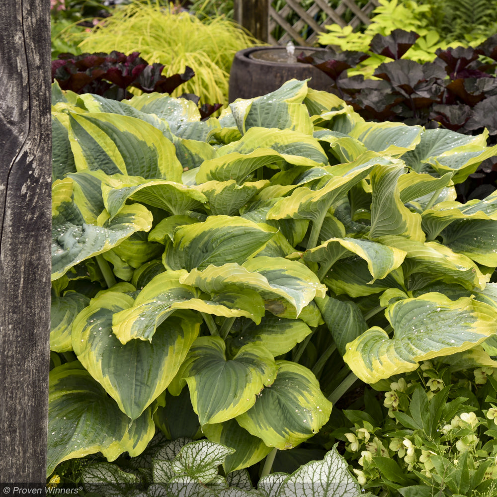 Hosta, Shadowland Seducer #1