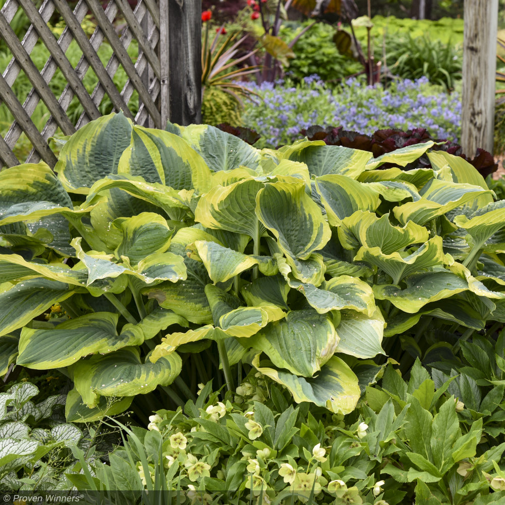 Hosta, Shadowland Seducer #1