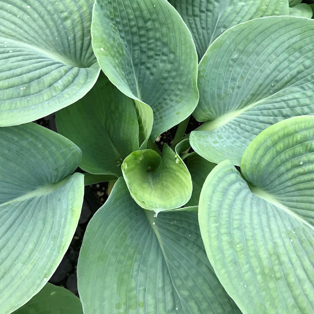 Hosta, Sieboldiana Elegans #1