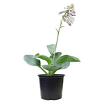 Load image into Gallery viewer, Hosta, Sieboldiana Elegans #1
