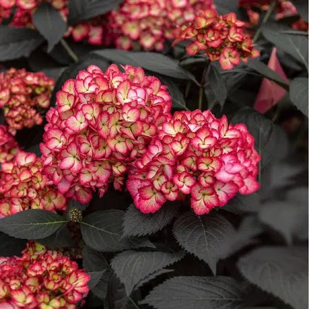 Hydrangea, Eclipse #3