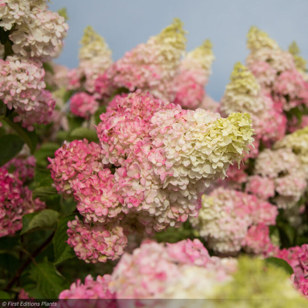 Hydrangea, Berry White #7