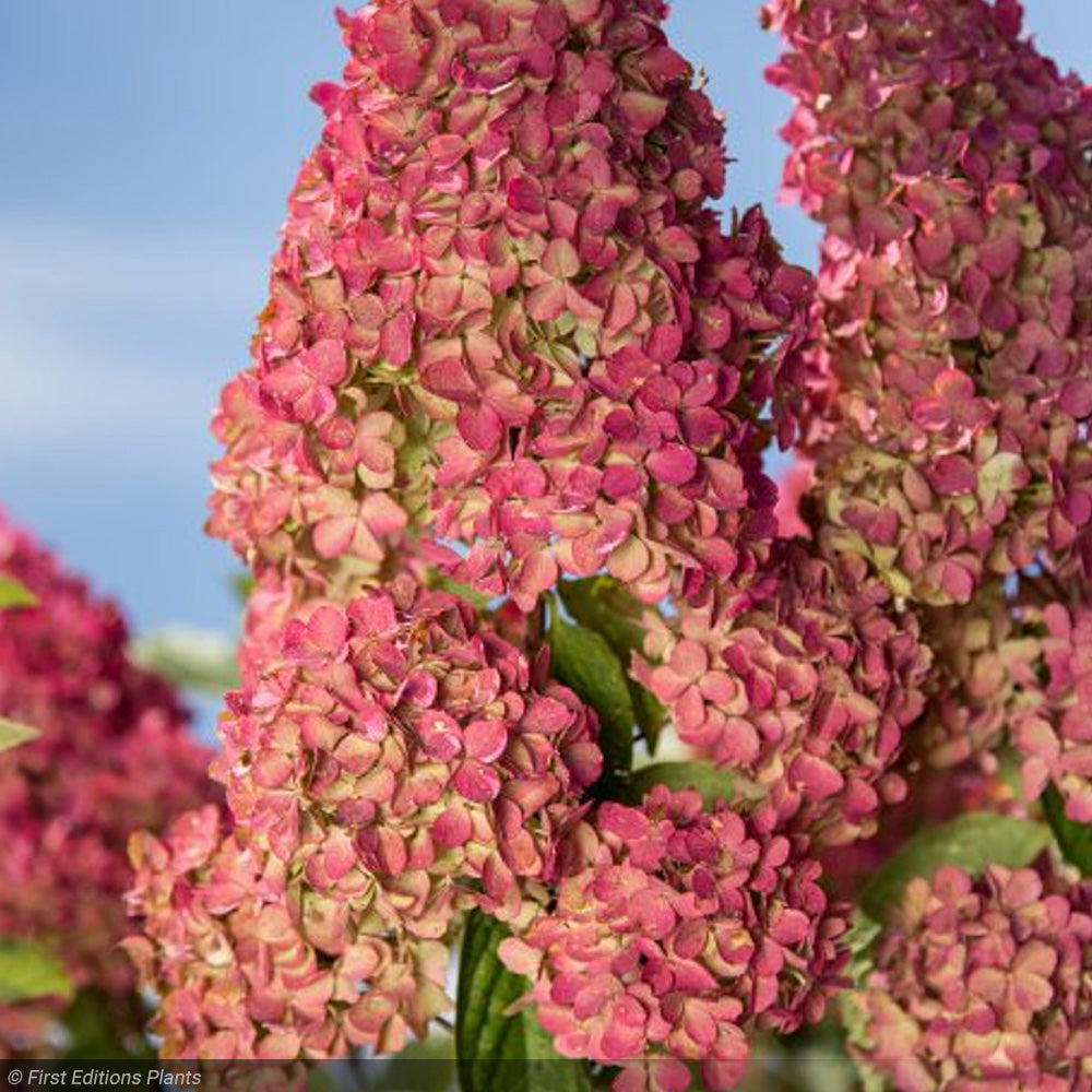 Hydrangea, Berry White #7