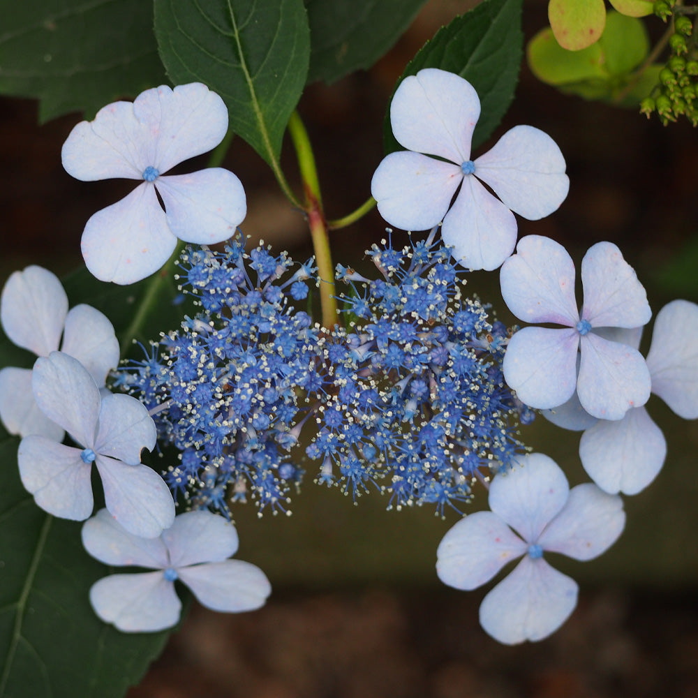 Hydrangea, Blue Billow #3