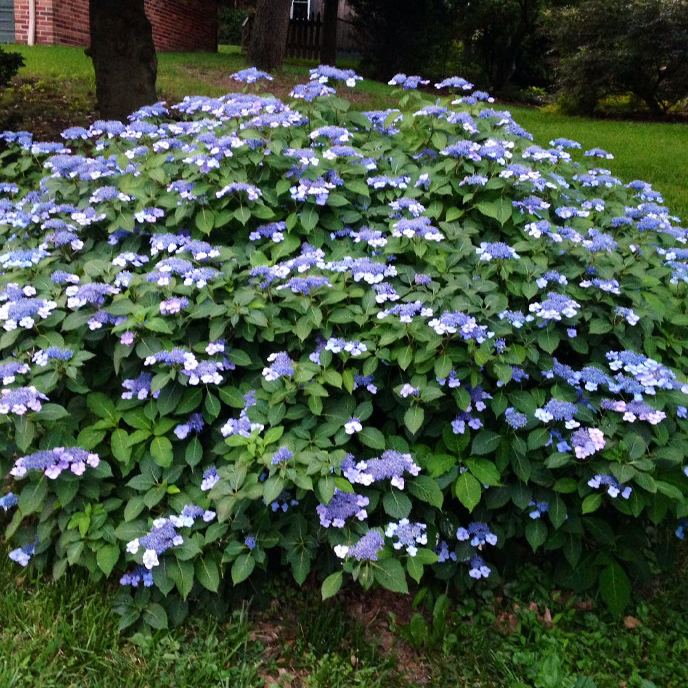 Hydrangea, Blue Billow #3