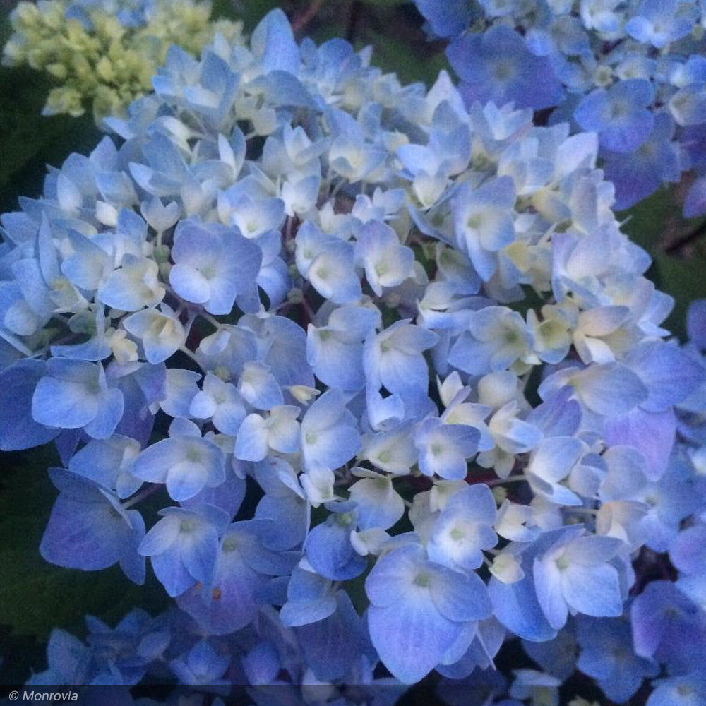 Hydrangea, Blue Enchantress #2