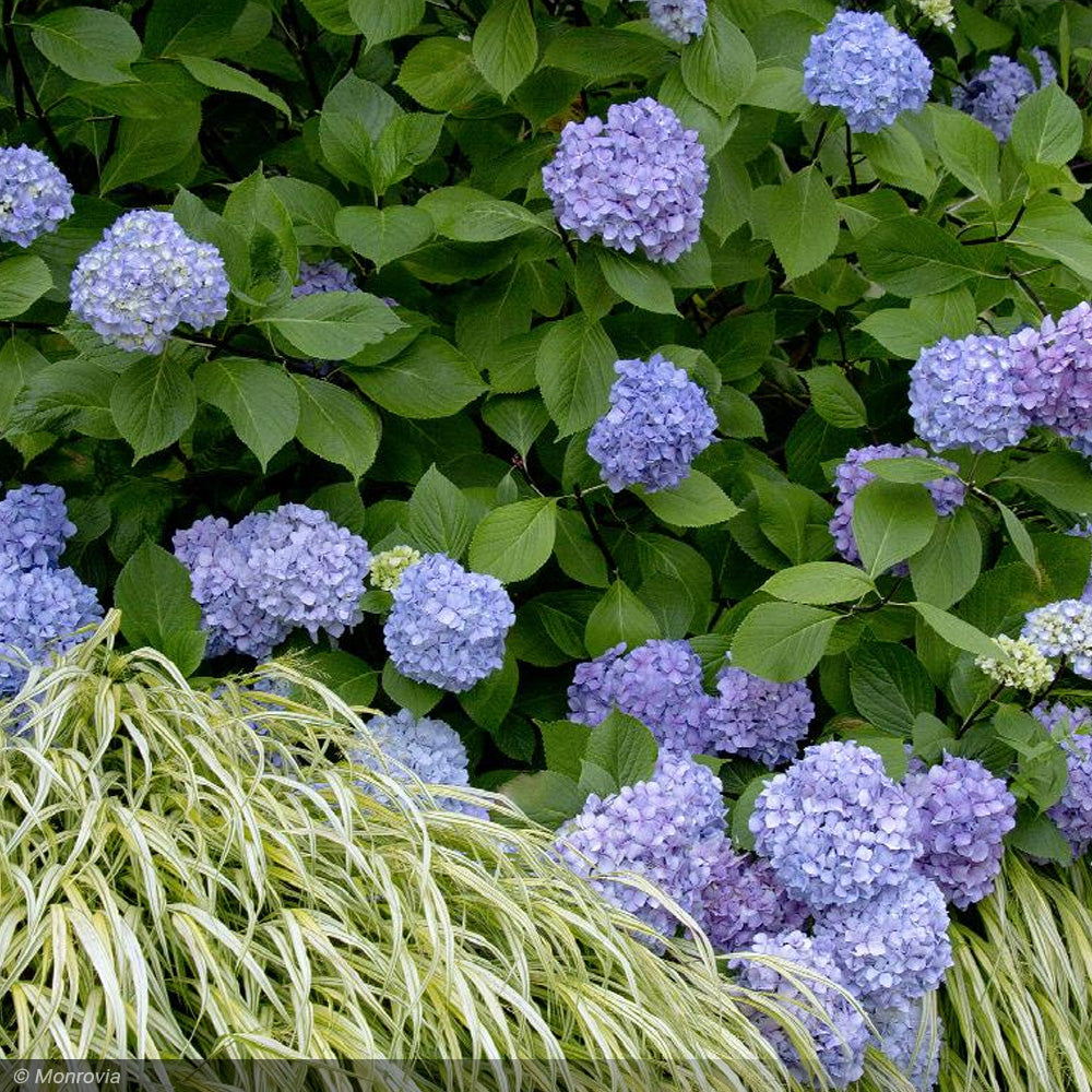 Hydrangea, Blue Enchantress #2