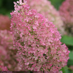 Load image into Gallery viewer, Hydrangea, Bobo #7
