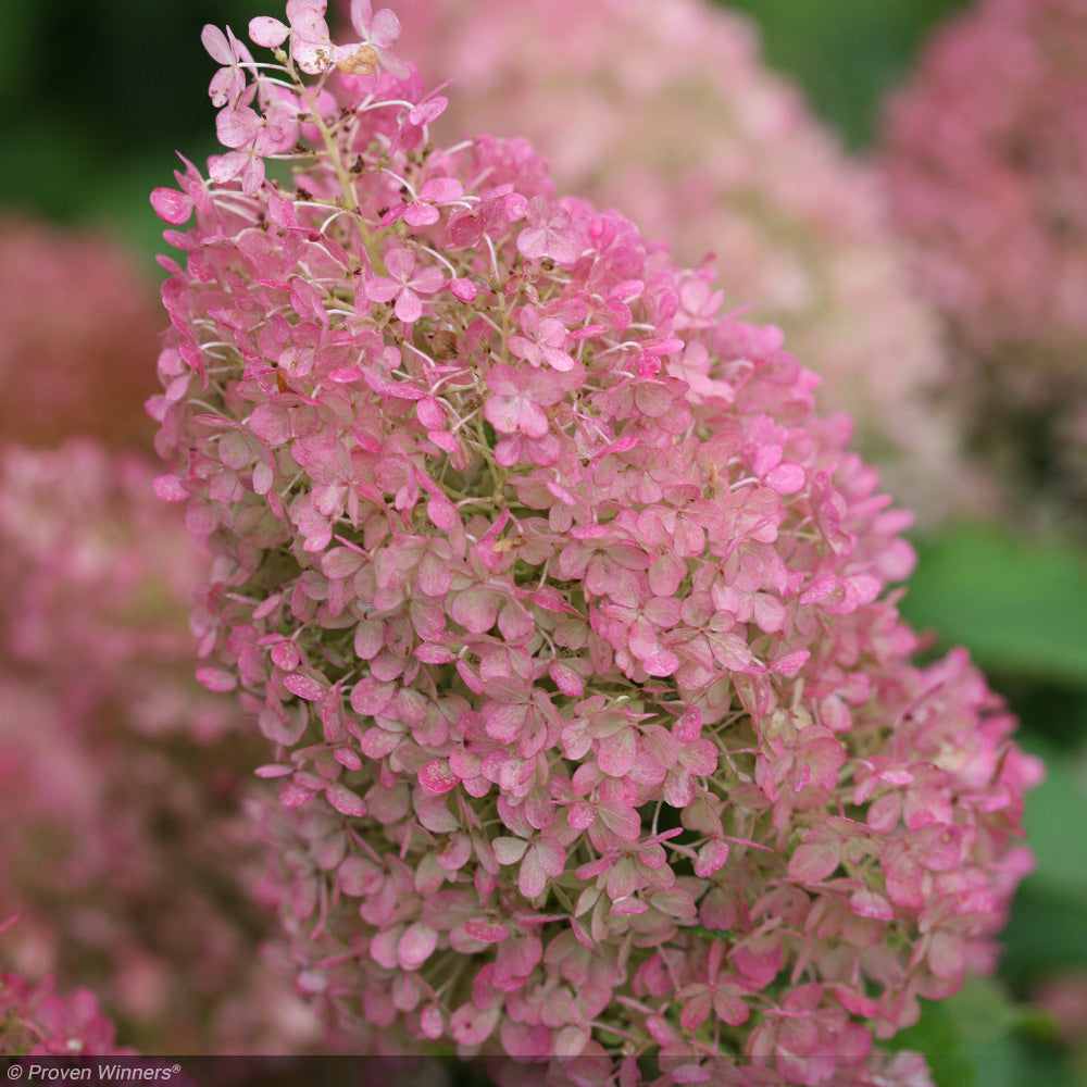 Hydrangea, Bobo #7