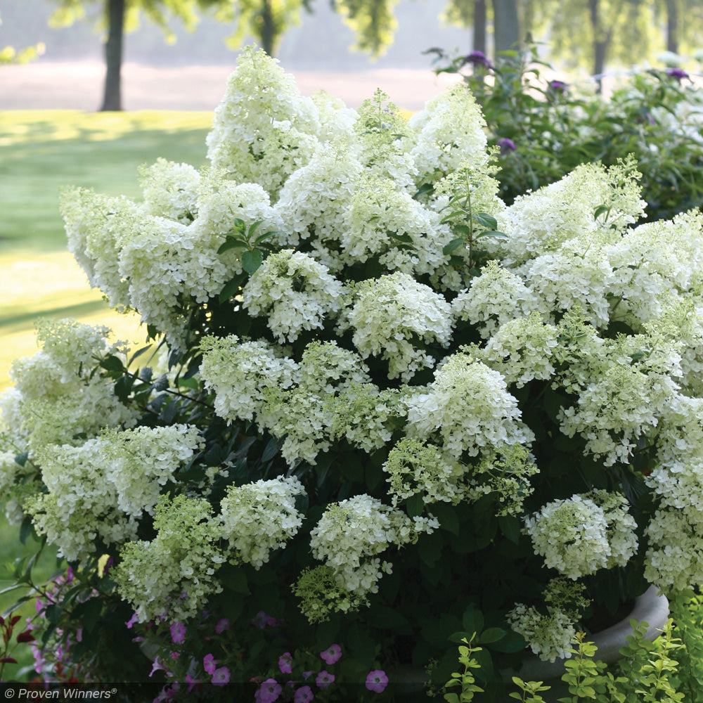 Hydrangea, Bobo #7