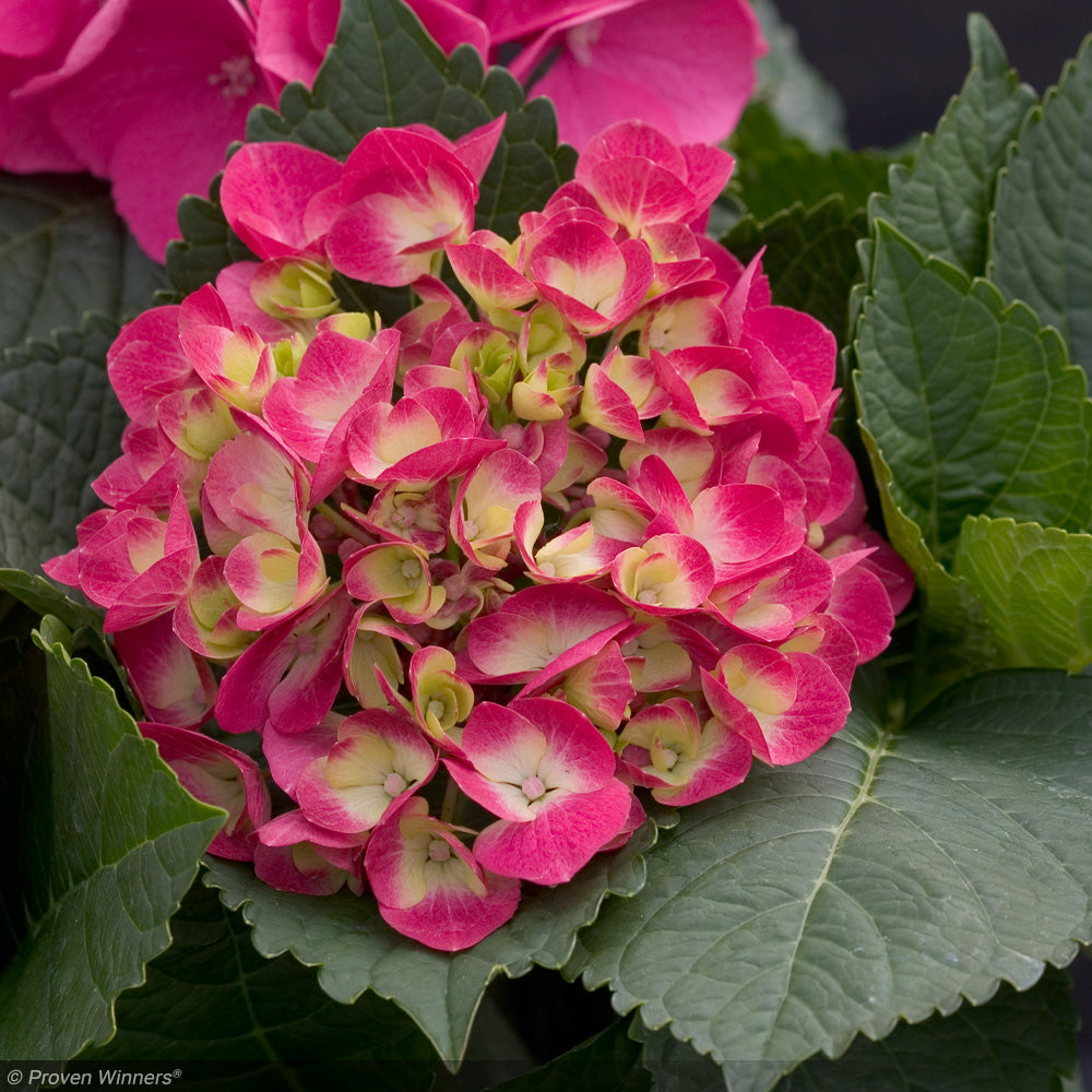 Hydrangea, Cityline Paris #3