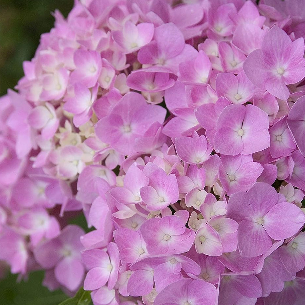 Hydrangea, Endless Summer #7