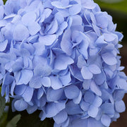 Hydrangea, Endless Summer #3
