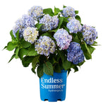 Load image into Gallery viewer, Hydrangea, Endless Summer #7